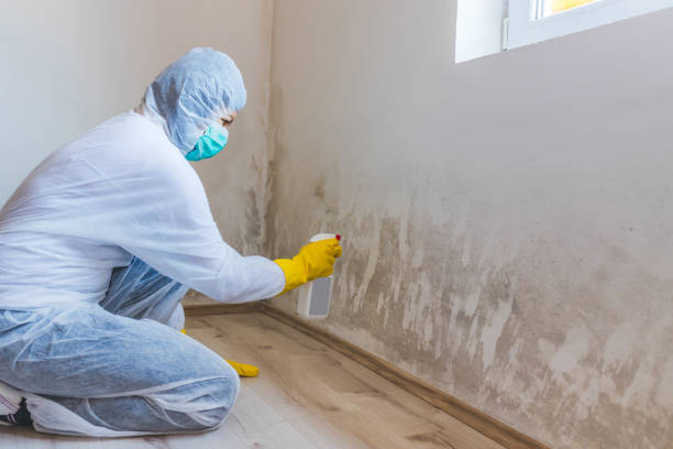 Licensed Black Mold Removal service in Canton, TX - WQB Mold Removal