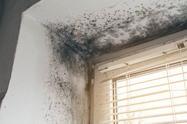 Affordable Black Mold Removal solutions in Canton, TX